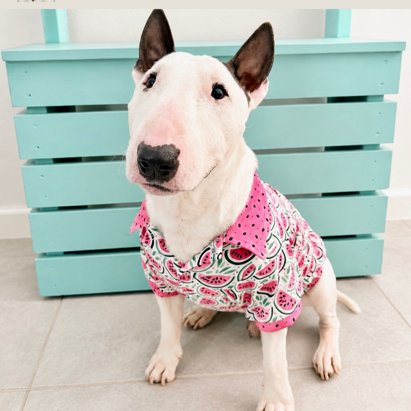 Collared Shirt – Watermelon Sugar